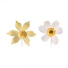 Fiori in zucchero - Narciso