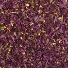 Decorations  Micro pink daisy petals